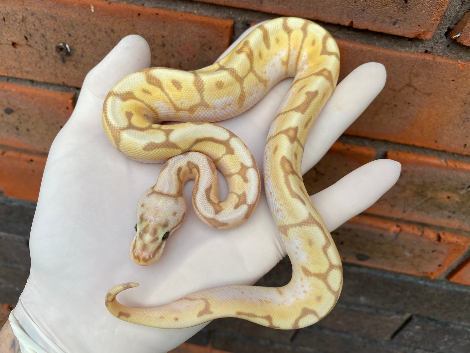 Banana Spider Ball Python by Crystal Palace Reptiles MorphMarket