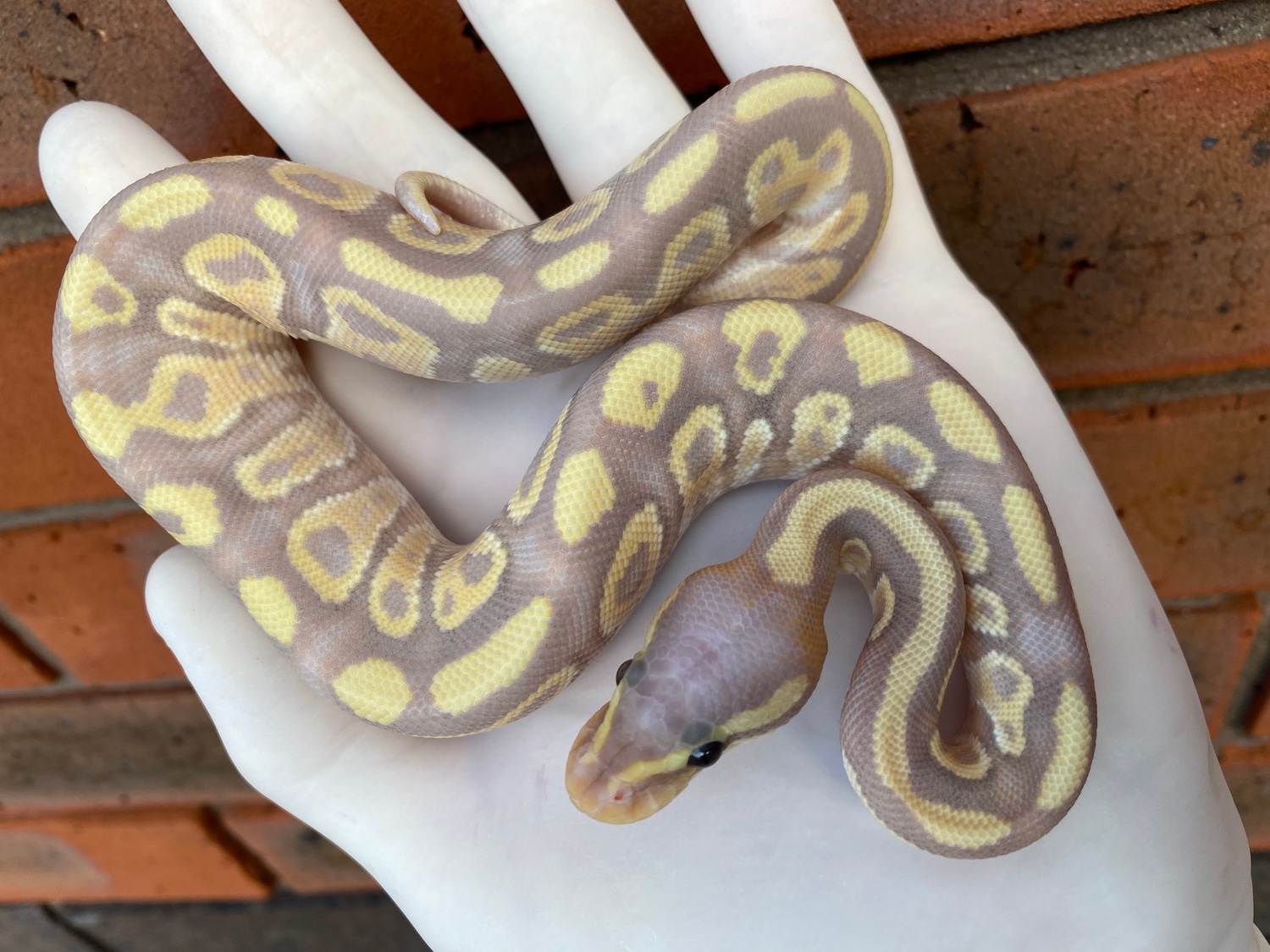 Banana Pastel Mojave Ball Python by Crystal Palace Reptiles - MorphMarket