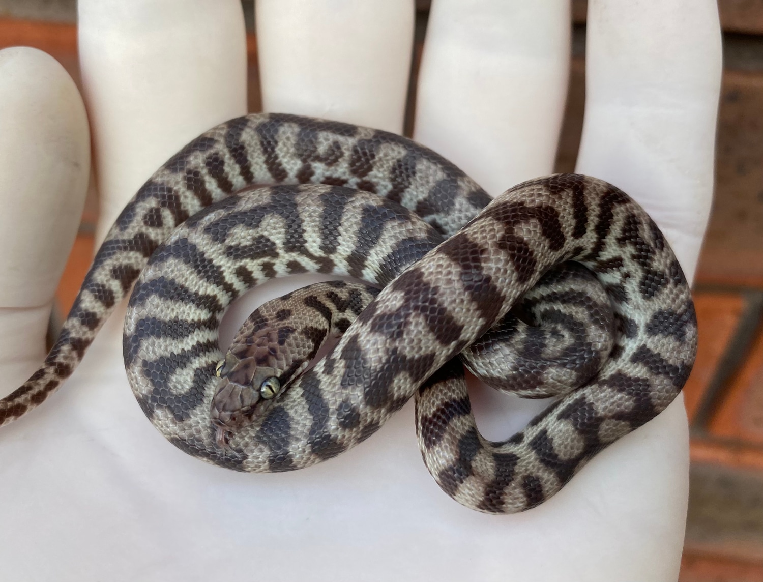 Banded Pygmy Python by Crystal Palace Reptiles - MorphMarket