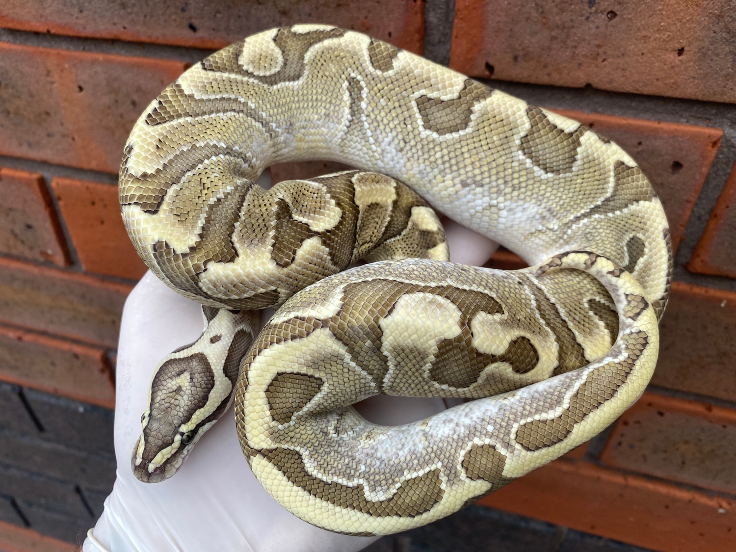 Bamboo Enchi Ball Python by Crystal Palace Reptiles - MorphMarket