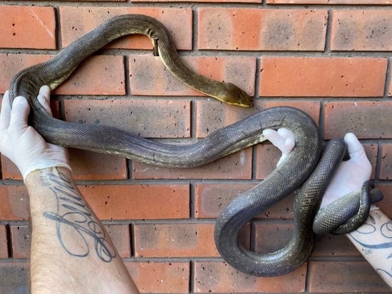 Macklots Python (Liasis Mackloti) Macklot's Python by Crystal Palace ...