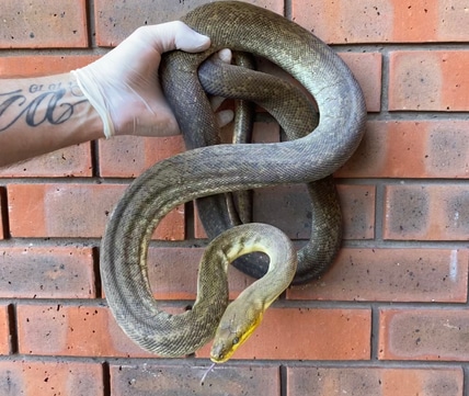 Macklots Python (Liasis Mackloti) Macklot's Python by Crystal Palace ...