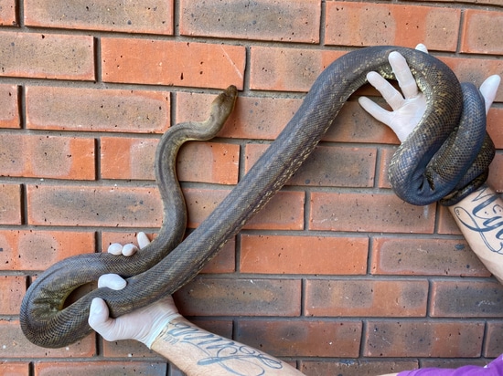 Macklots Python (Liasis Mackloti) Macklot's Python by Crystal Palace ...