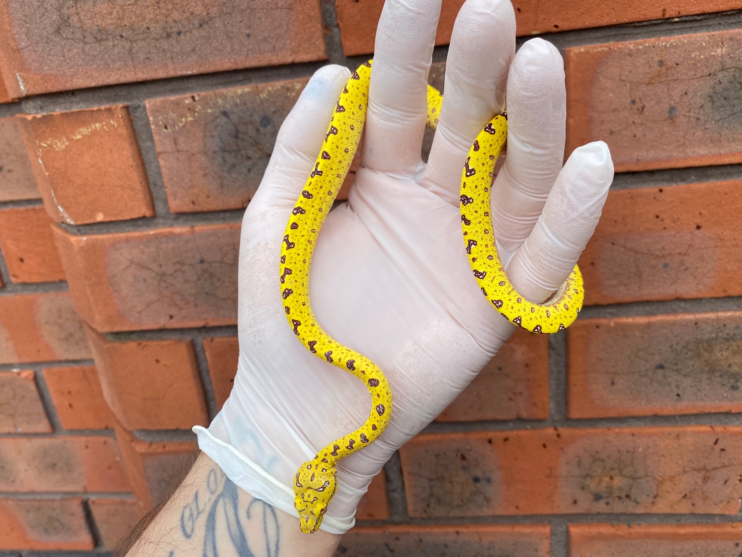 “Yellow Neonate” Biak Green Tree Python by Crystal Palace Reptiles ...