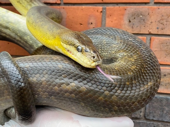 Macklots Python (Liasis Mackloti) Macklot's Python by Crystal Palace ...