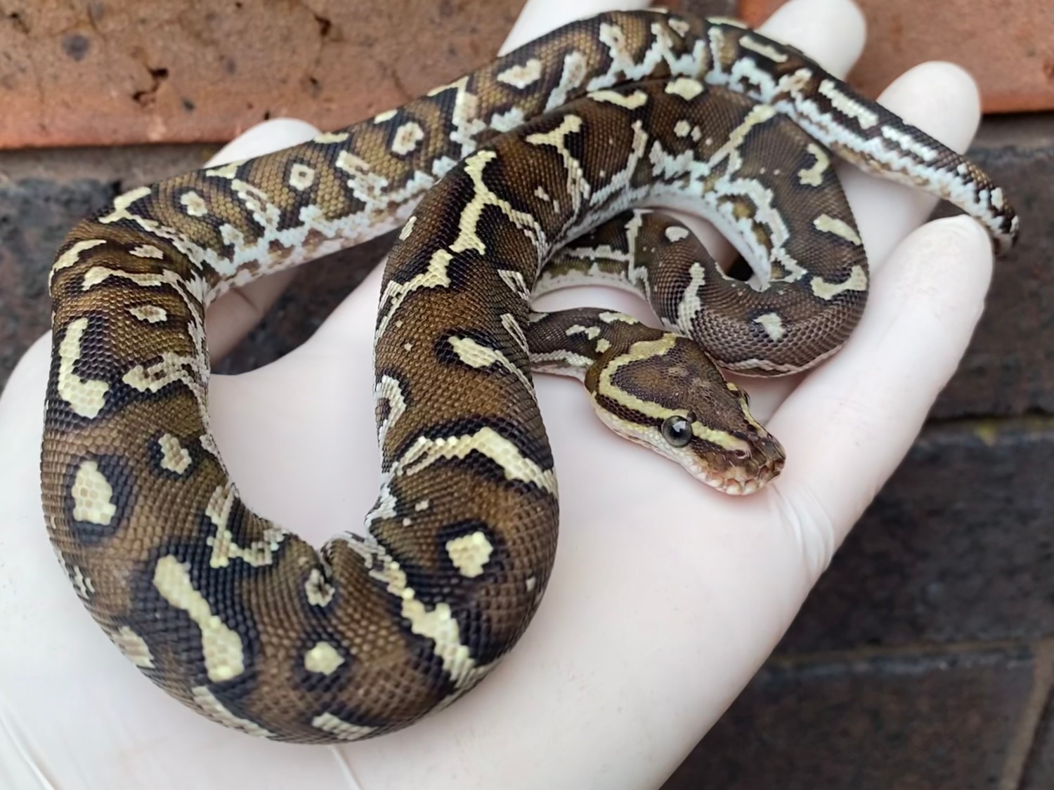 Angolan Python by Crystal Palace Reptiles - MorphMarket