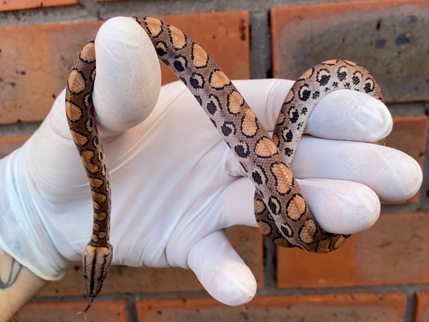 Peruvian Rainbow Boa 🌈 Other Boa by Crystal Palace Reptiles MorphMarket