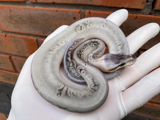 Silver Streak 50% Poss Het Pied Ball Python by Crystal Palace Reptiles