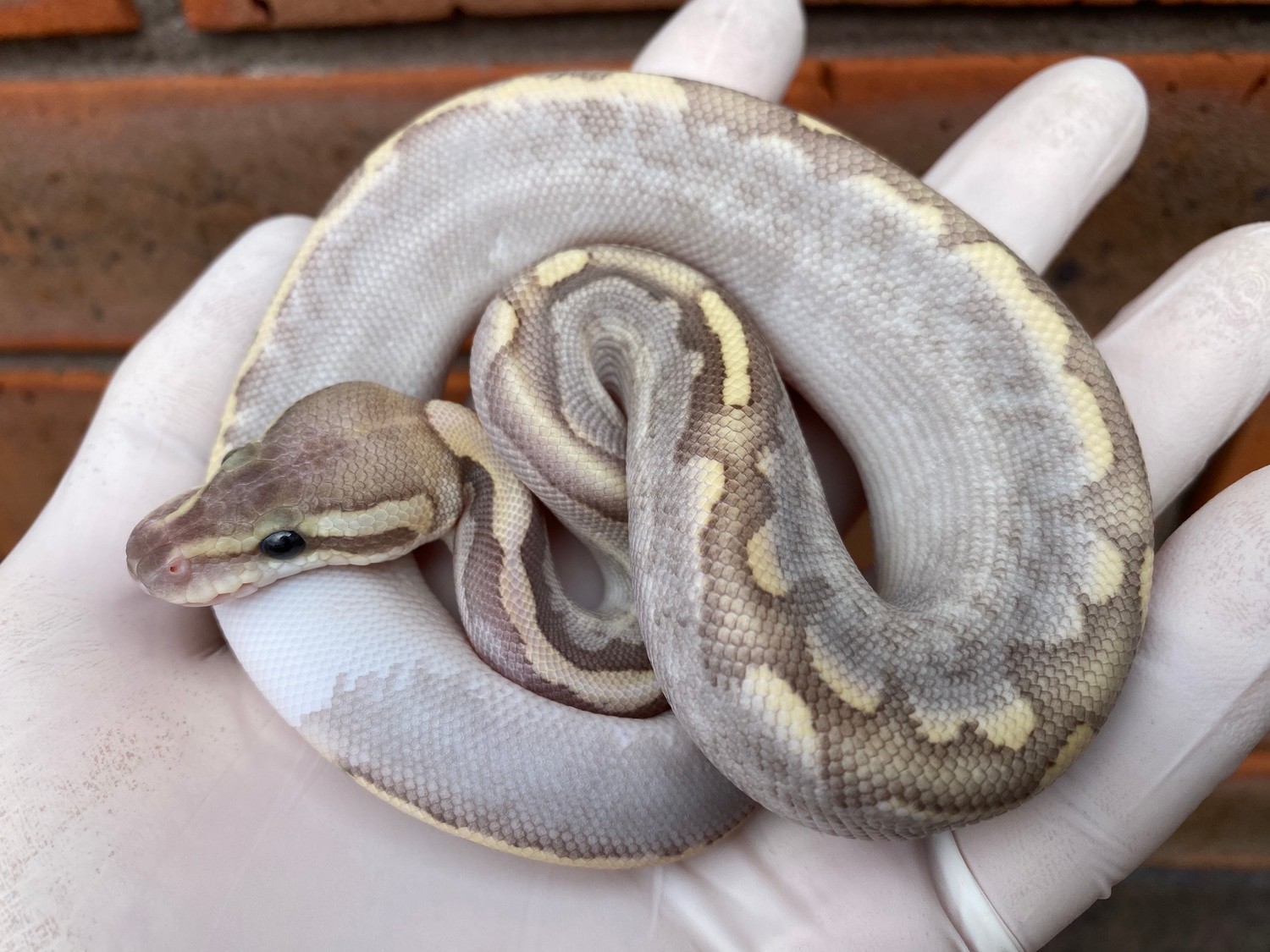 Bamboo Calico Enchi Poss Fire Ball Python by Crystal Palace Reptiles ...