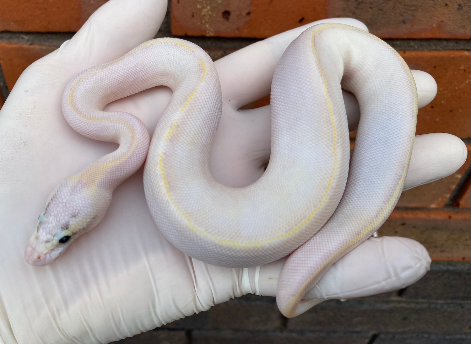 Pastel Ivory Ball Python by Crystal Palace Reptiles - MorphMarket