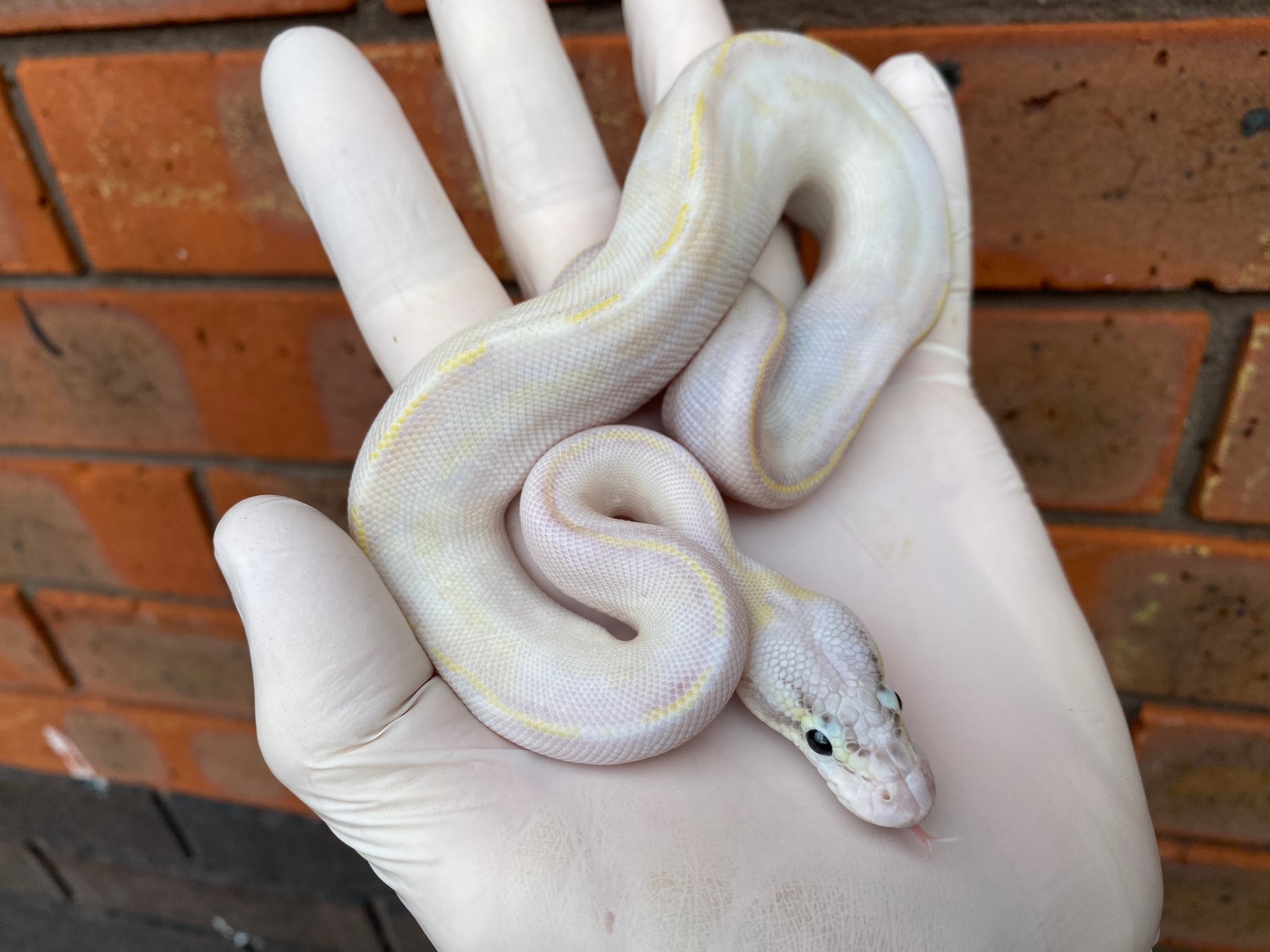 Pastel Ivory Ball Python by Crystal Palace Reptiles - MorphMarket