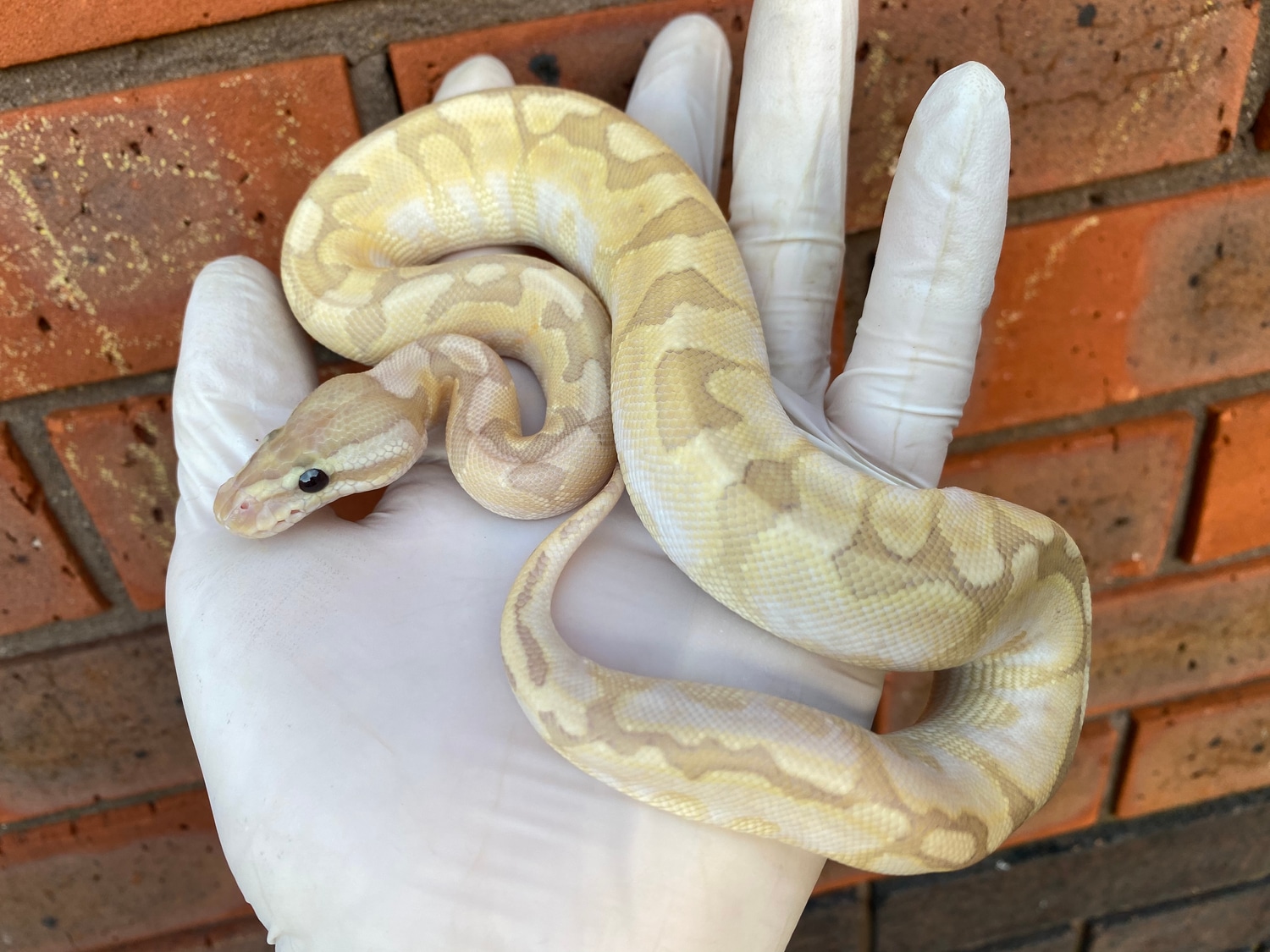 Bamboo Banana Enchi 100% Het Clown Ball Python by Crystal Palace ...