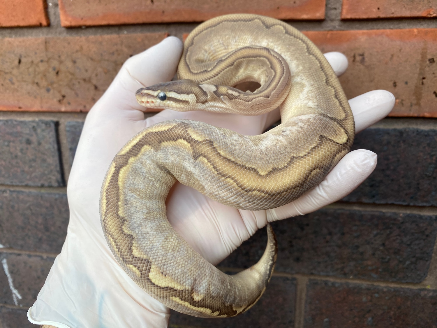 Bamboo Calico Ball Python by Crystal Palace Reptiles - MorphMarket