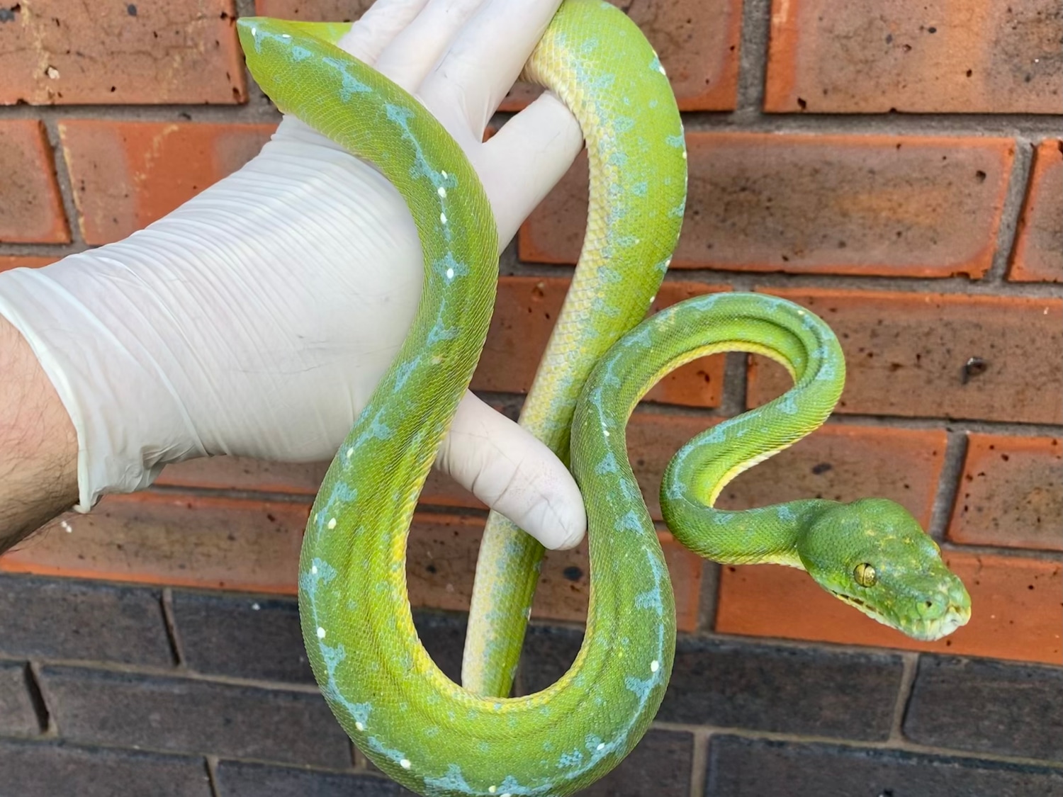 Sorong Type (Morelia Azurea Pulcher) Green Tree Python by Crystal ...
