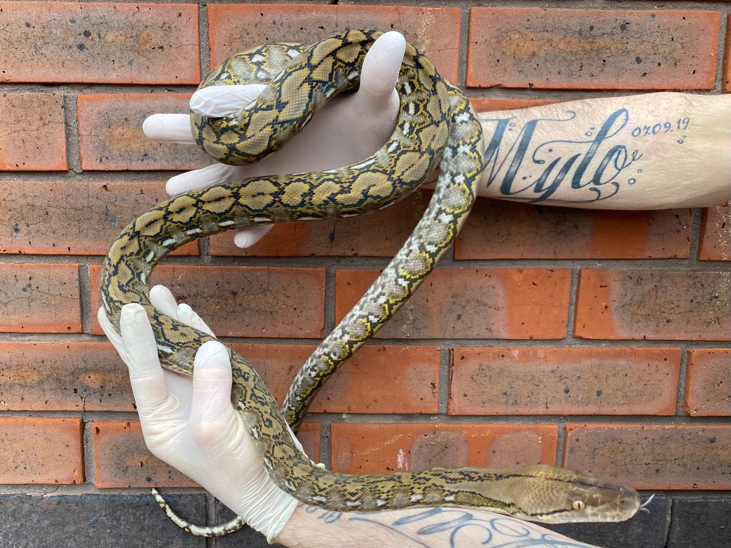 Kalatoa Super Dwarf Reticulated Python by Crystal Palace Reptiles ...