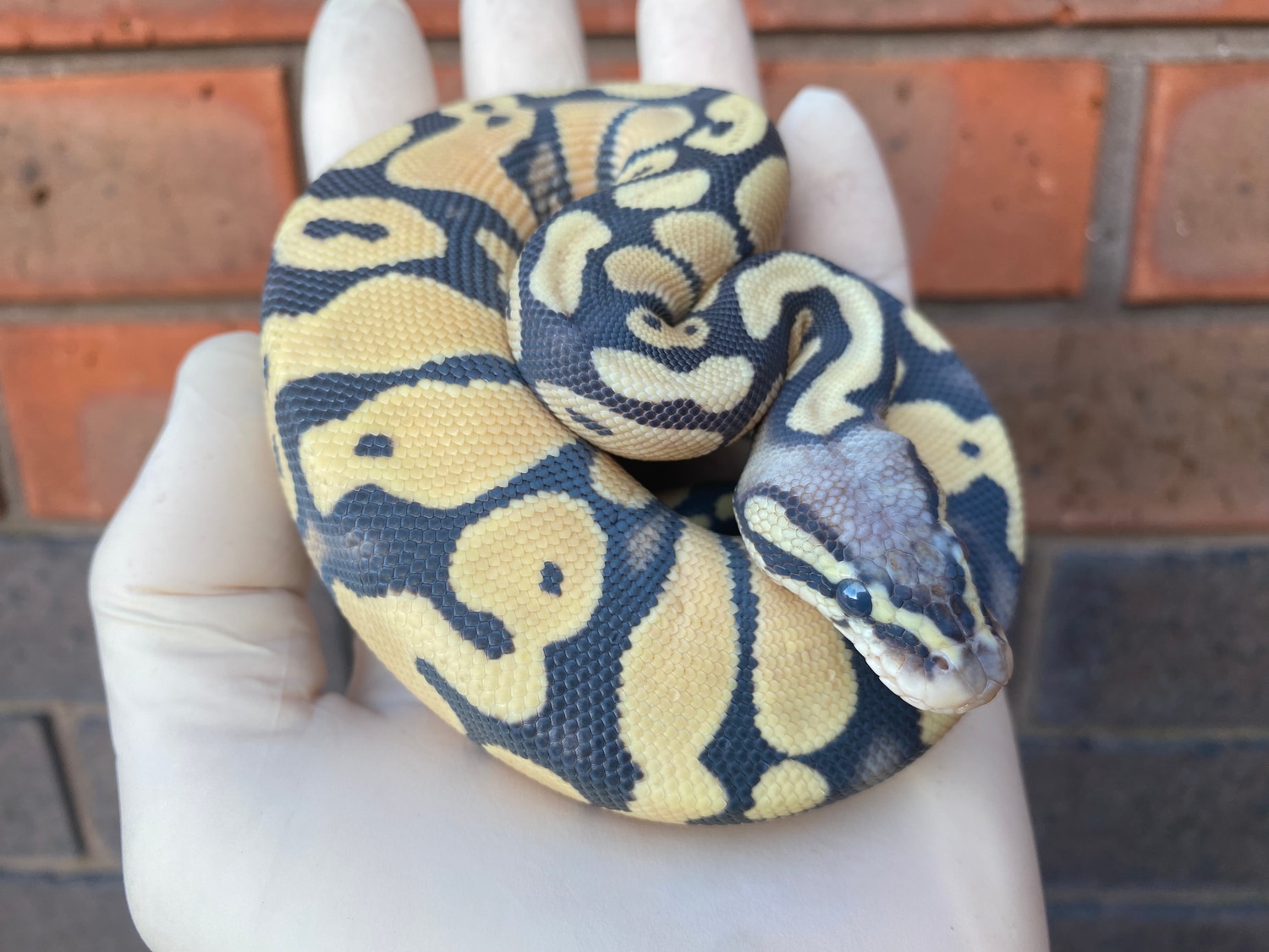 Pastel Sahara DesertGhost Ball Python by Crystal Palace Reptiles ...