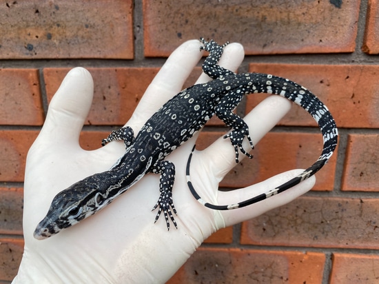 Axanthic Water Monitor by Crystal Palace Reptiles