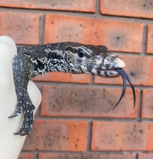 Axanthic Water Monitor by Crystal Palace Reptiles