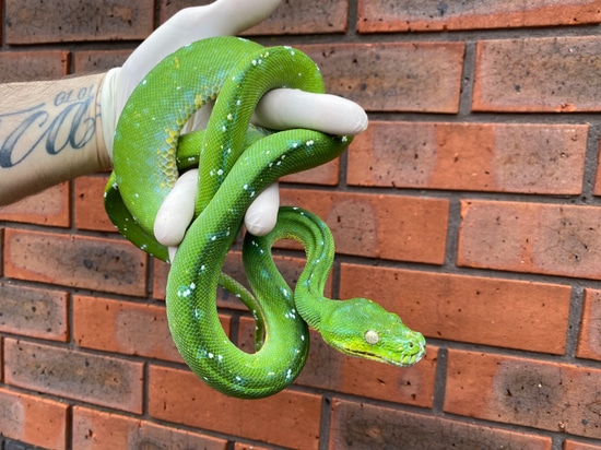 Aru (Morelia Viridis) Green Tree Python by Crystal Palace Reptiles