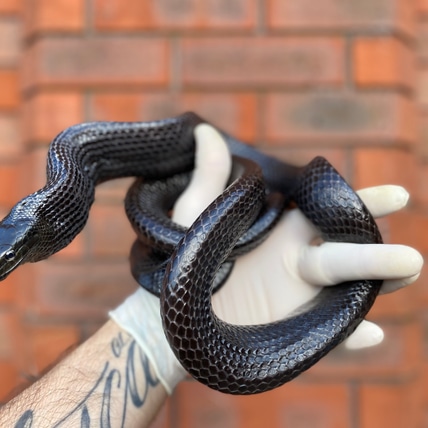 Black Jansens Ratsnake (Gonysoma Janseni) Other Rat Snake