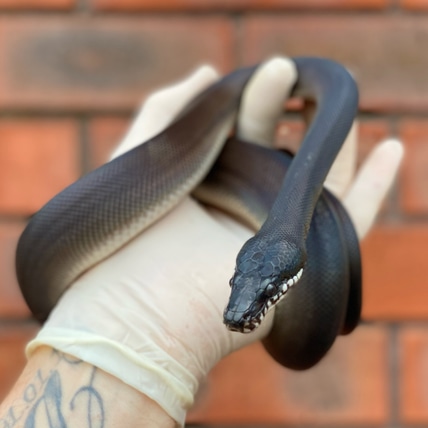 Southern / Black Phase D'Alberts Python (Leiopython Meridionalis) White-Lipped Python