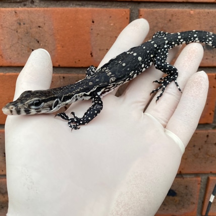Axanthic (Varanus Salvator) Water Monitor
