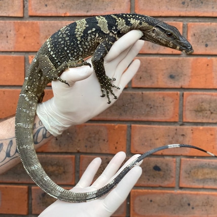 Roughneck Monitor - Varanus Rudicollis Black Roughneck Monitor