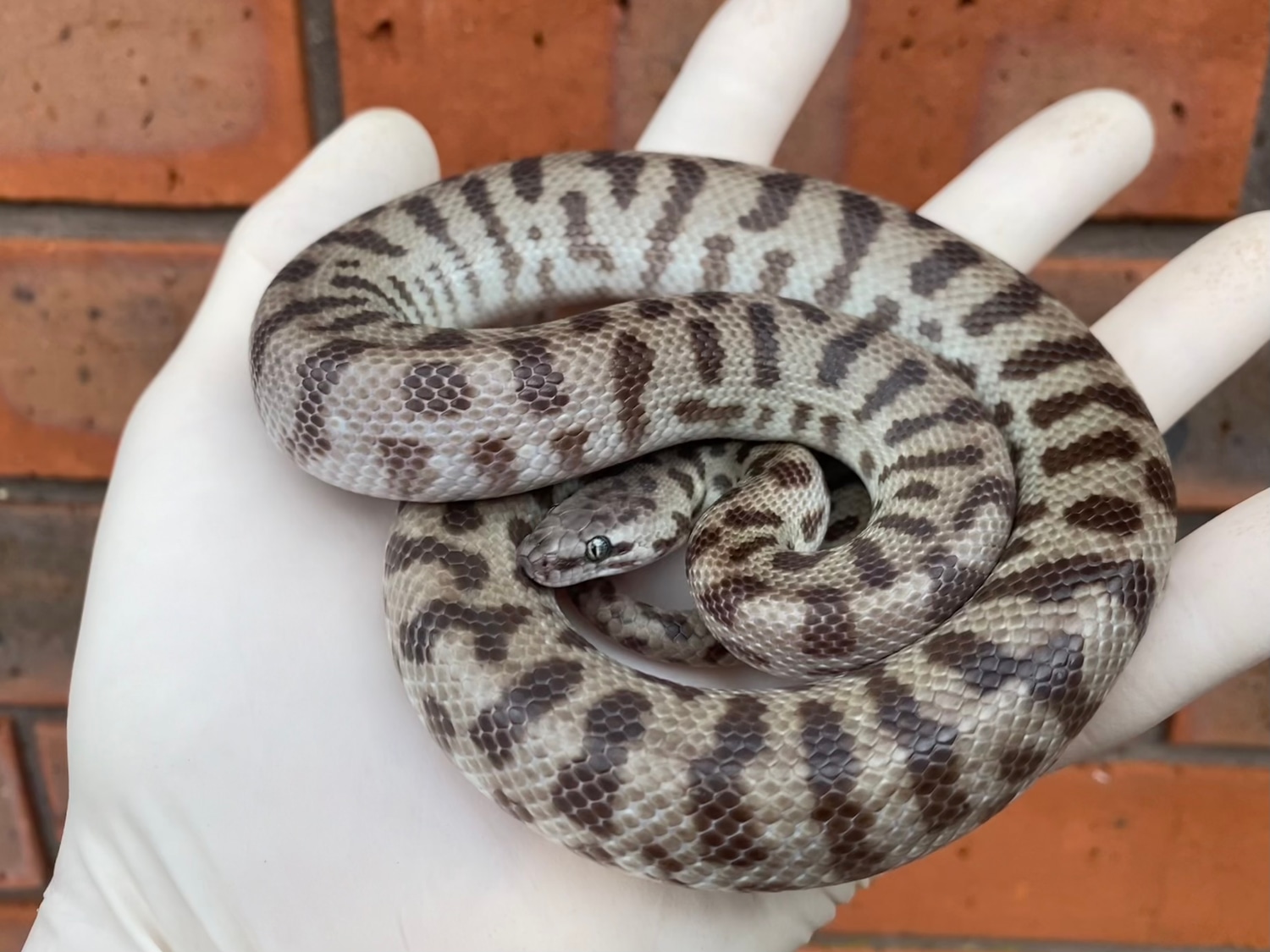 ADULT PAIR - Banded Pygmy Pythons (Antaresia Spp)