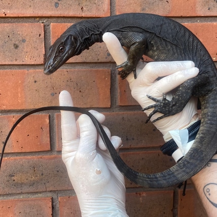 Black Dragon - Varanus Salvator Water Monitor