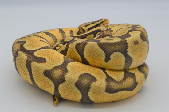 Hypo Pastel Enchi Ball Python by Manic Morphs