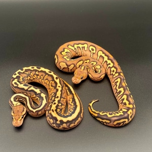 CSS Pythons - MorphMarket