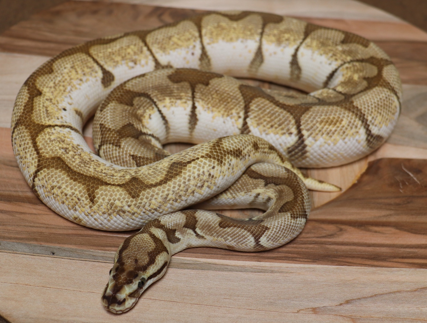 Lesser Spider Ball Python by Redstrom Reptiles - MorphMarket