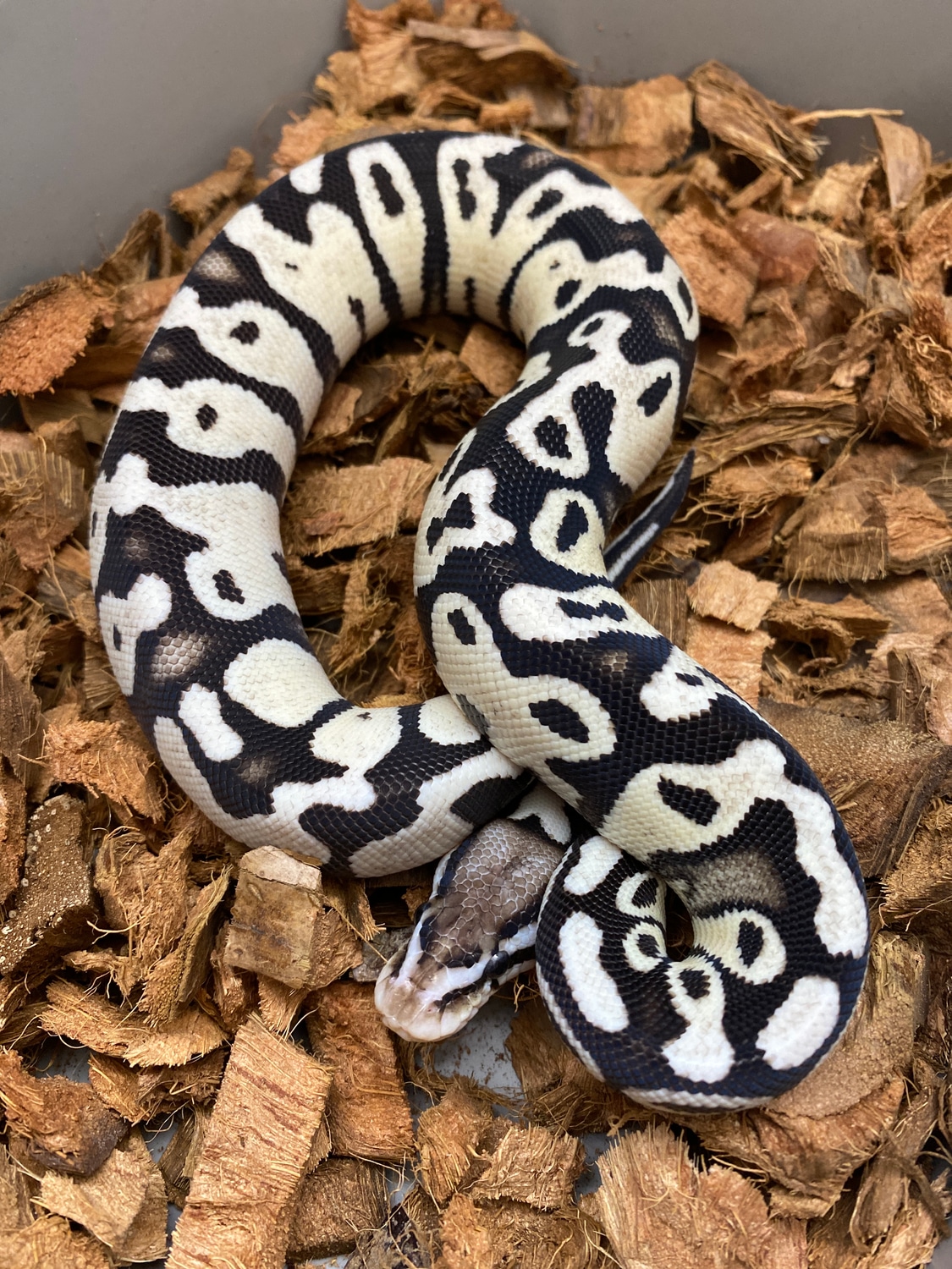Firefly TSK Axanthic Ball Python by Redstrom Reptiles - MorphMarket