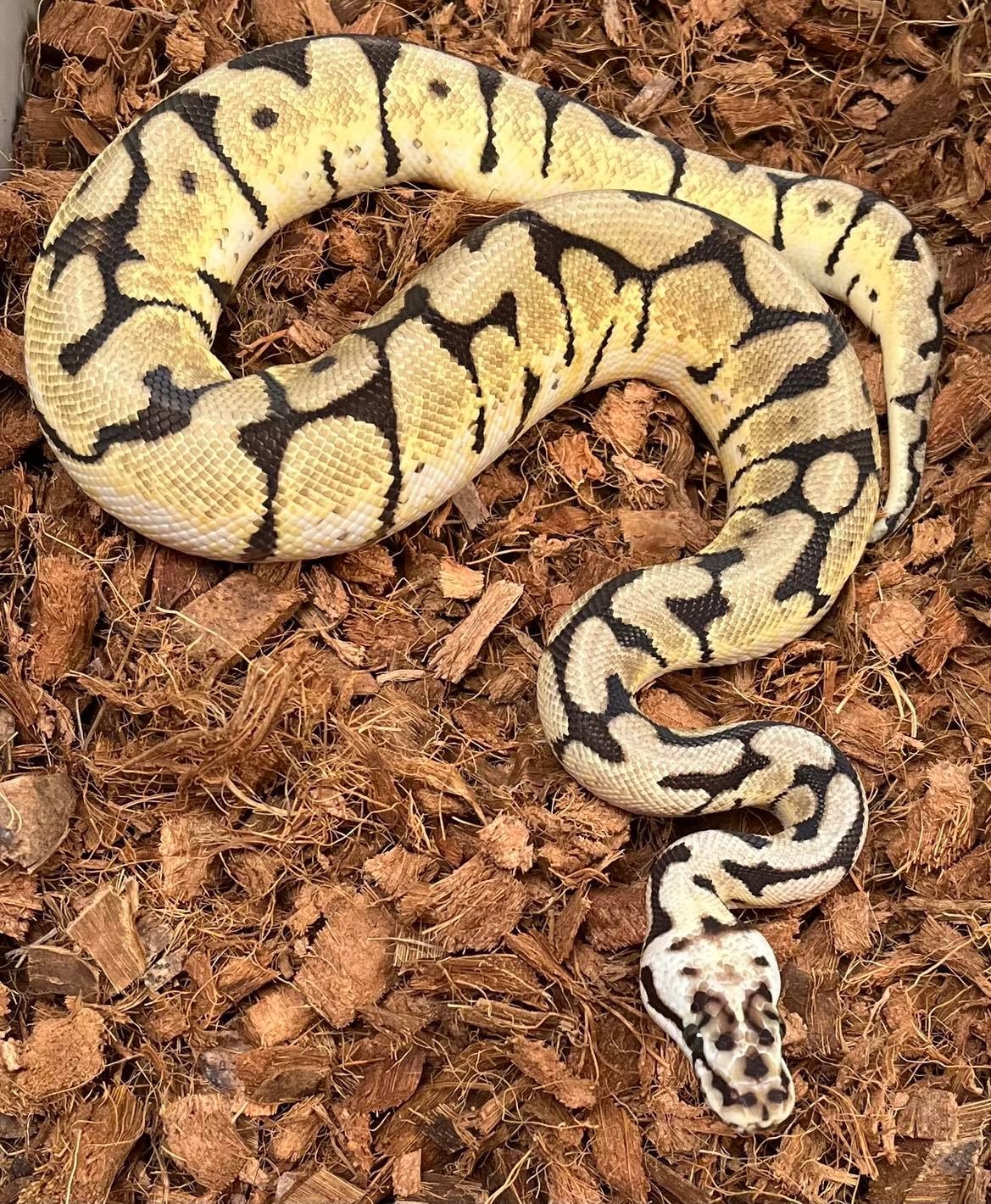 Bumble Bee 100% Het TSK Axanthic Ball Python by Redstrom Reptiles ...