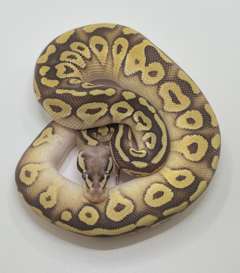 Super Pastel Mojave Het Orange Ghost Ball Python by Redstrom Reptiles