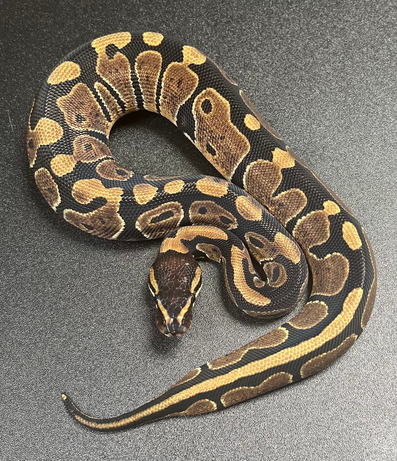 Normal Ball Python by Redstrom Reptiles - MorphMarket