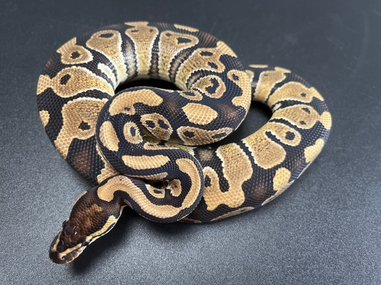 Normal 100% Het Clown Ball Python by Redstrom Reptiles