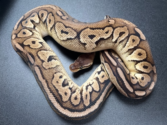 Pewter Het Pied Ball Python by Redstrom Reptiles