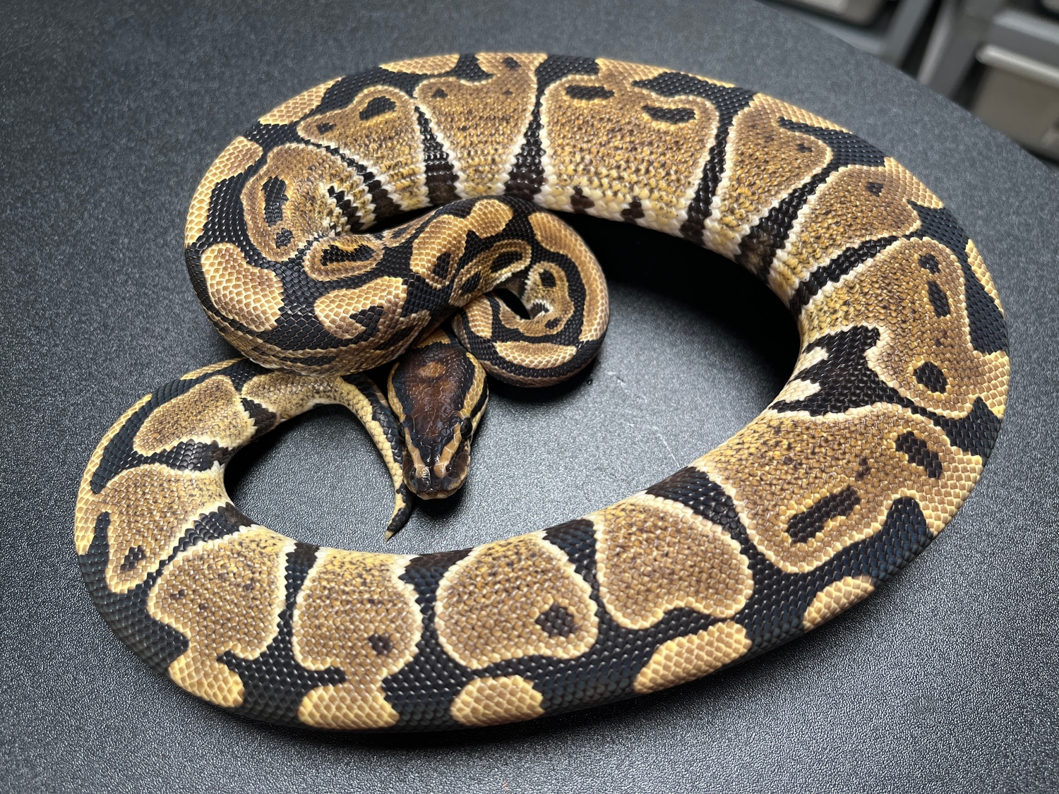 Double Het Desert Ghost Clown Ball Python by Redstrom Reptiles ...