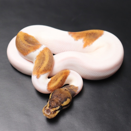 Mystic Piebald Ball Python by Redstrom Reptiles