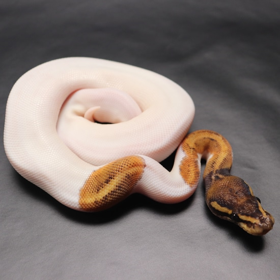 Mystic Piebald Ball Python by Redstrom Reptiles