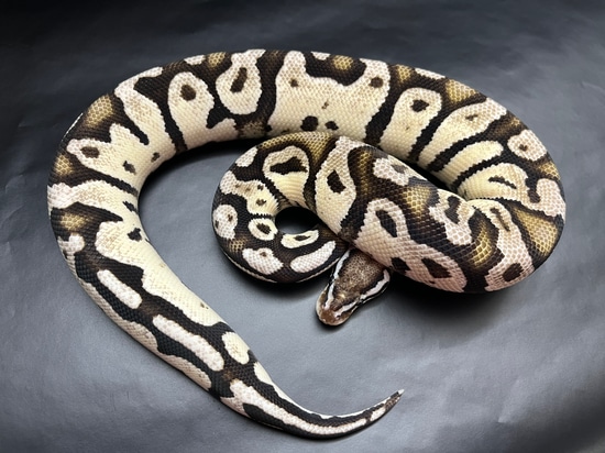 Firefly TSK Axanthic Ball Python by Redstrom Reptiles