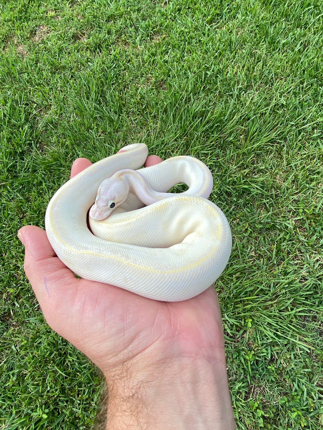 Pastel Ivory Ball Python by Tampa Tails & Scales - MorphMarket
