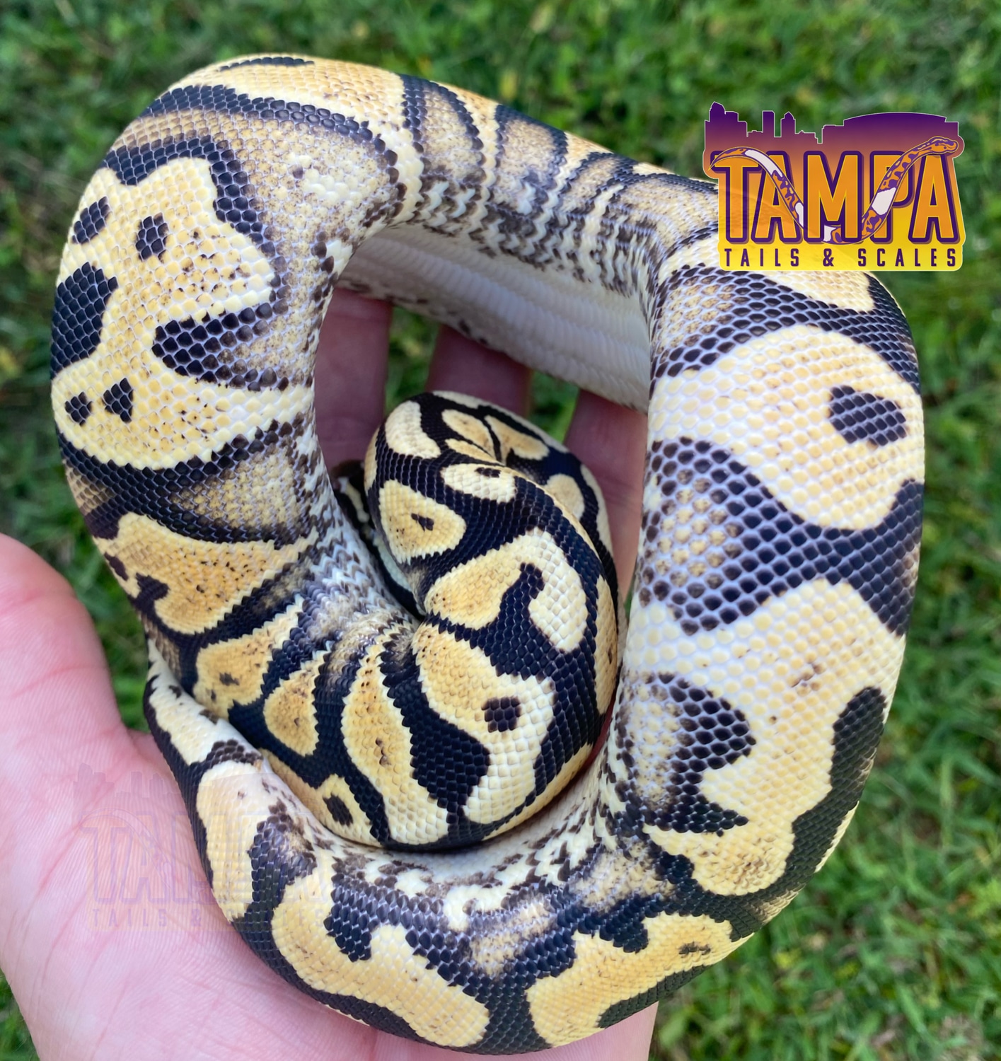 Pastel Yellowbelly Lace Ball Python by Tampa Tails & Scales - MorphMarket