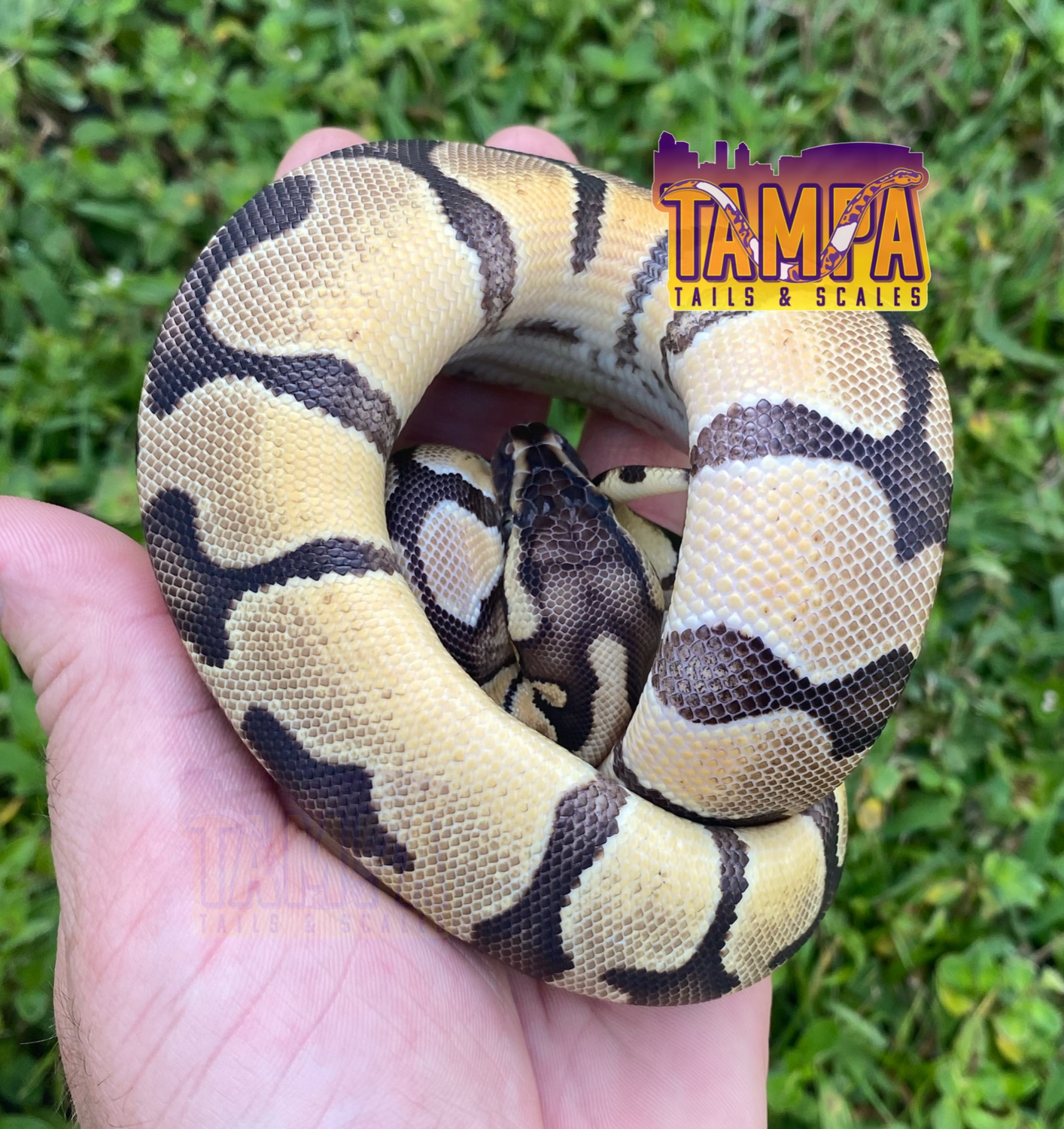 Pastel Enchi Ball Python by Tampa Tails & Scales MorphMarket