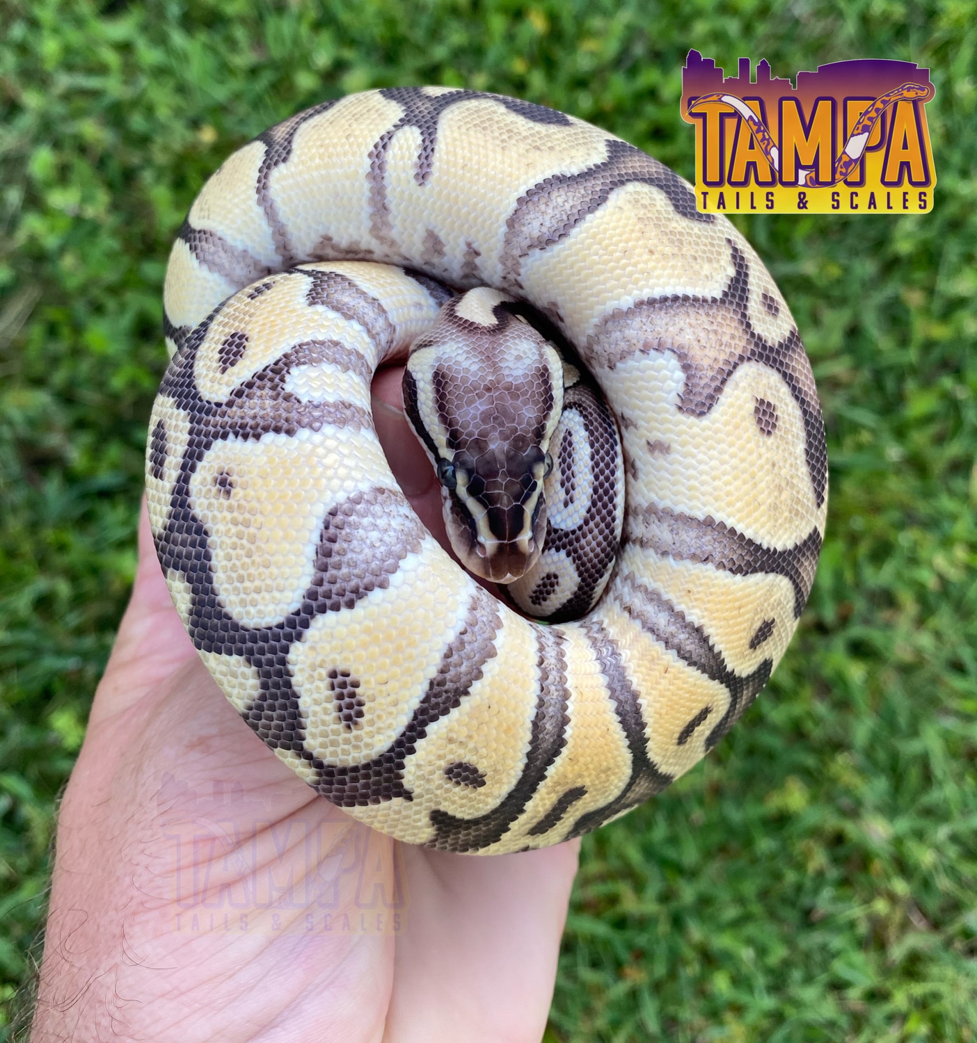 Pastel Enchi Orange Dream Ball Python by Tampa Tails & Scales MorphMarket