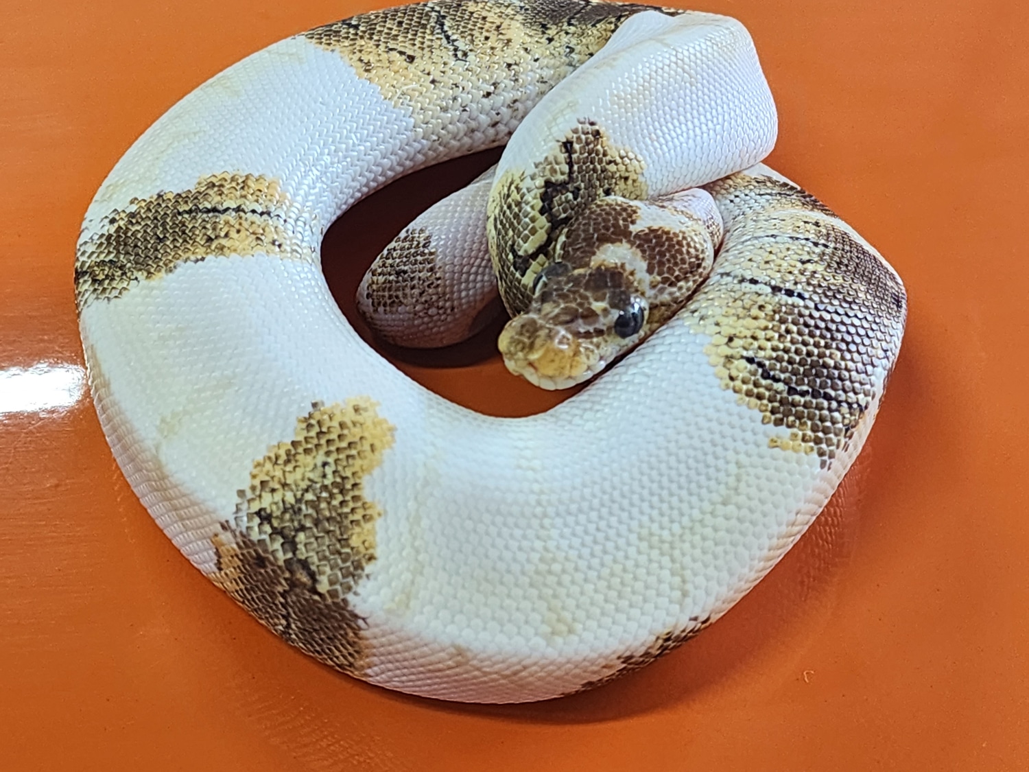 Banana Bamboo Pinstripe Trick Ball Python by C&S reptiles MorphMarket