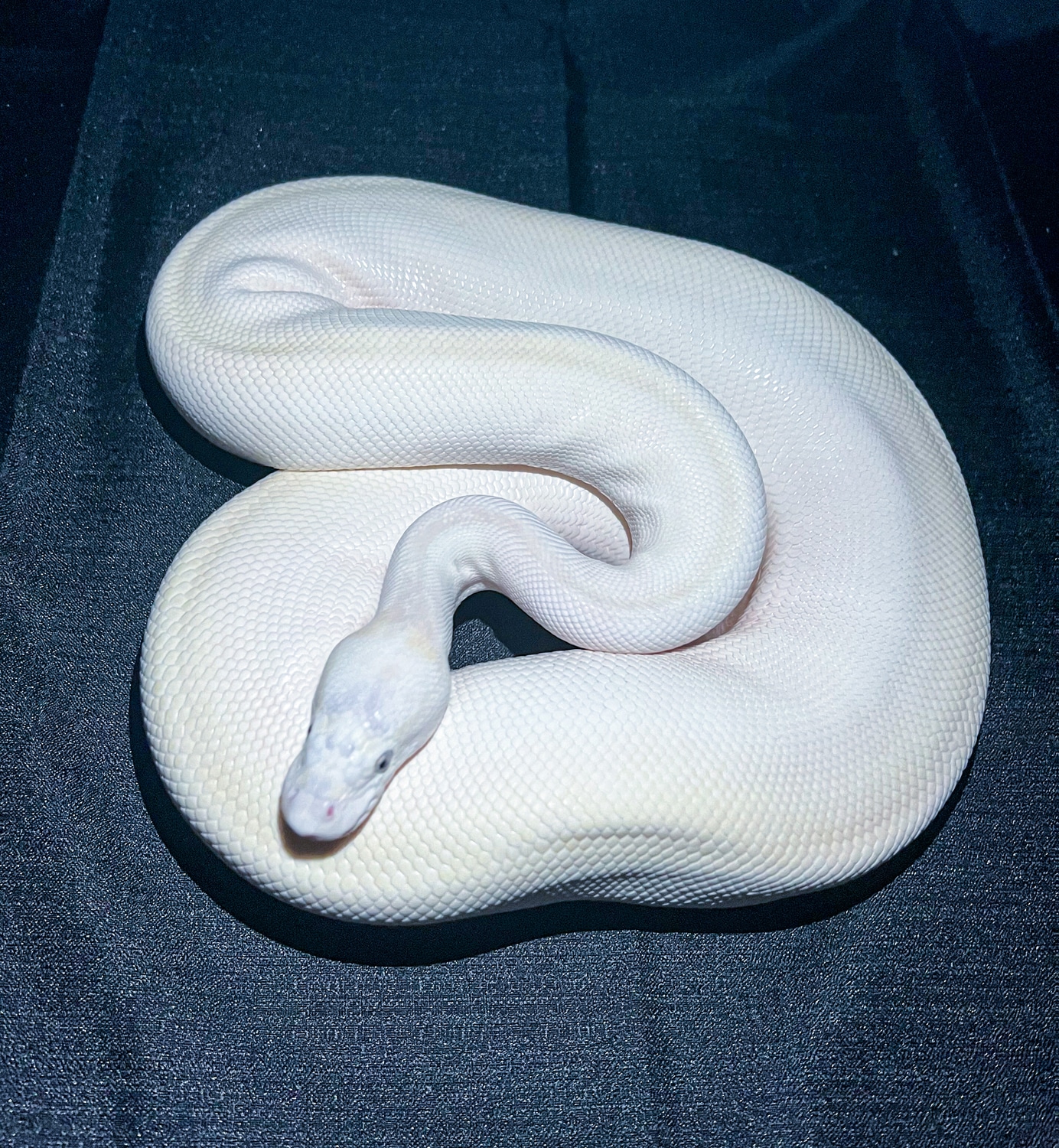 BEL Butter/Mojave Ball Python by CT Reptiles - MorphMarket