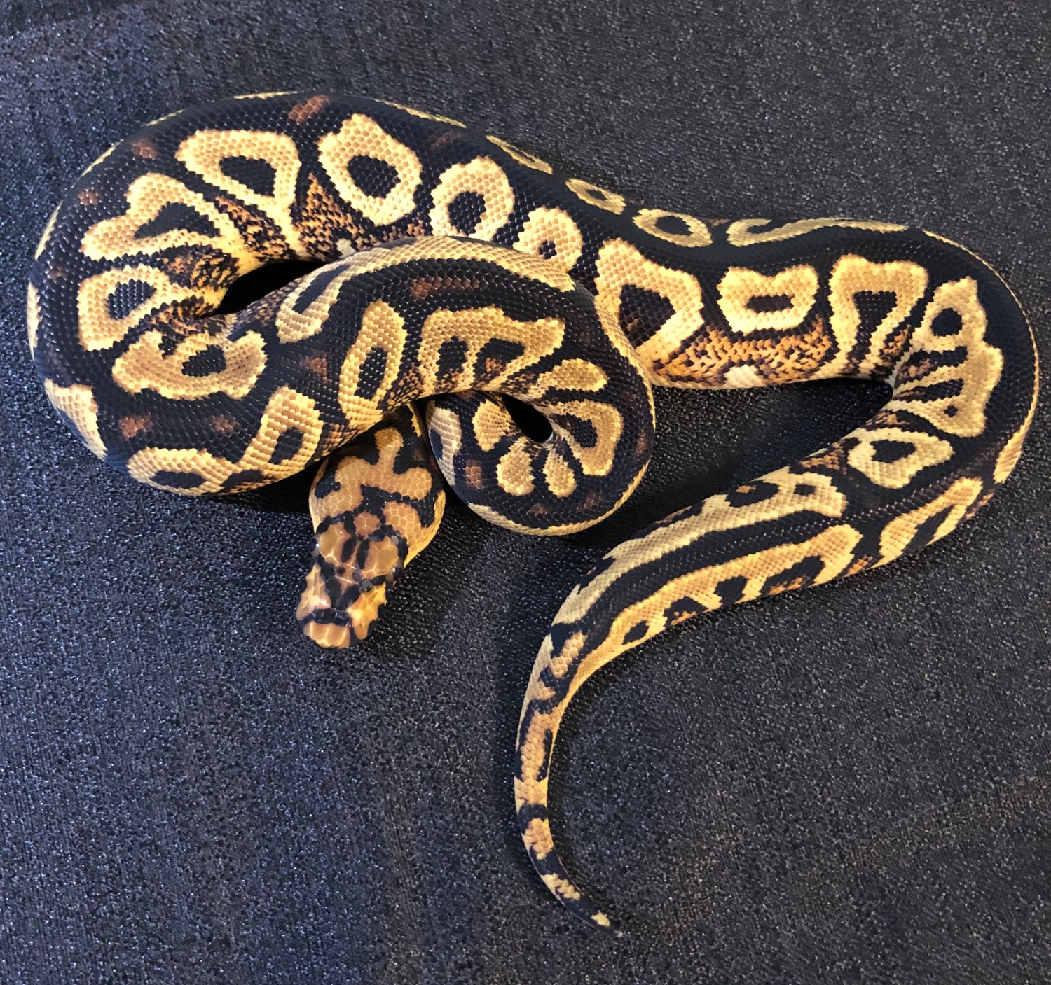 Spotnose Yellow Belly Clown Ball Python by CT Reptiles - MorphMarket