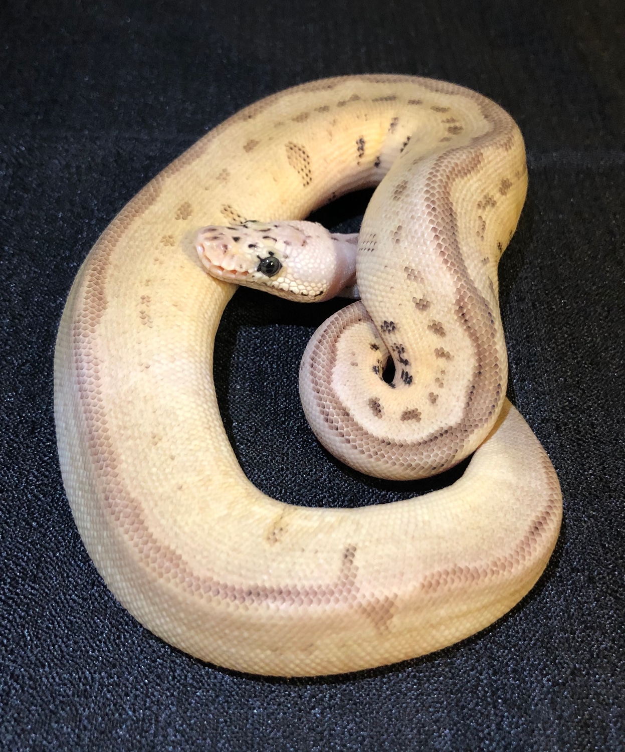Batman Phantom Leopard Pastel Clown ( Poss Spotnose) Ball Python by CT ...